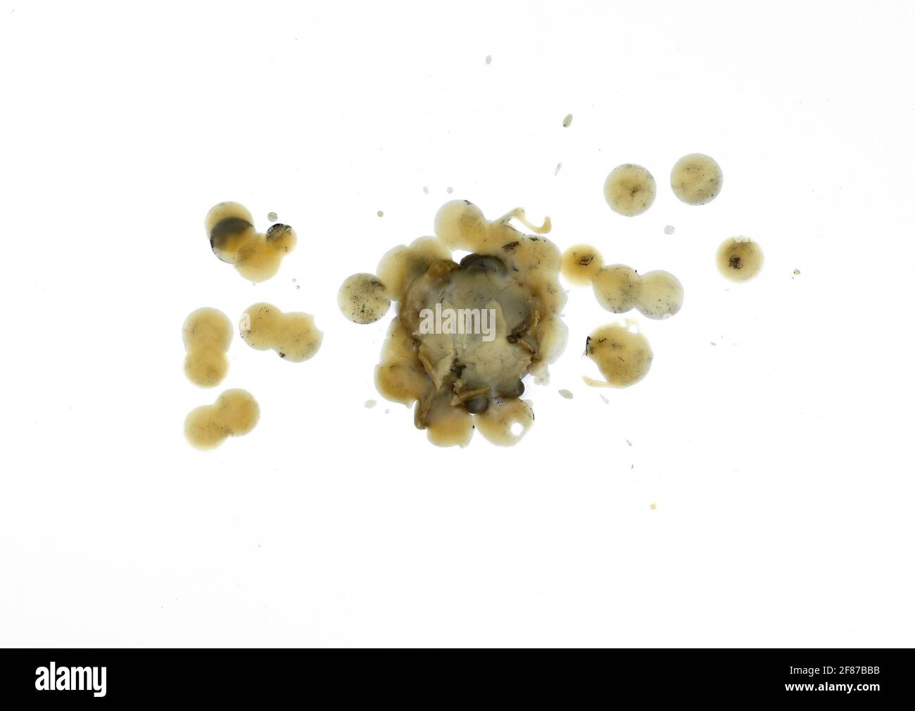 Candle dripping on white isolated. Pure natural Bees Wax (Beeswax