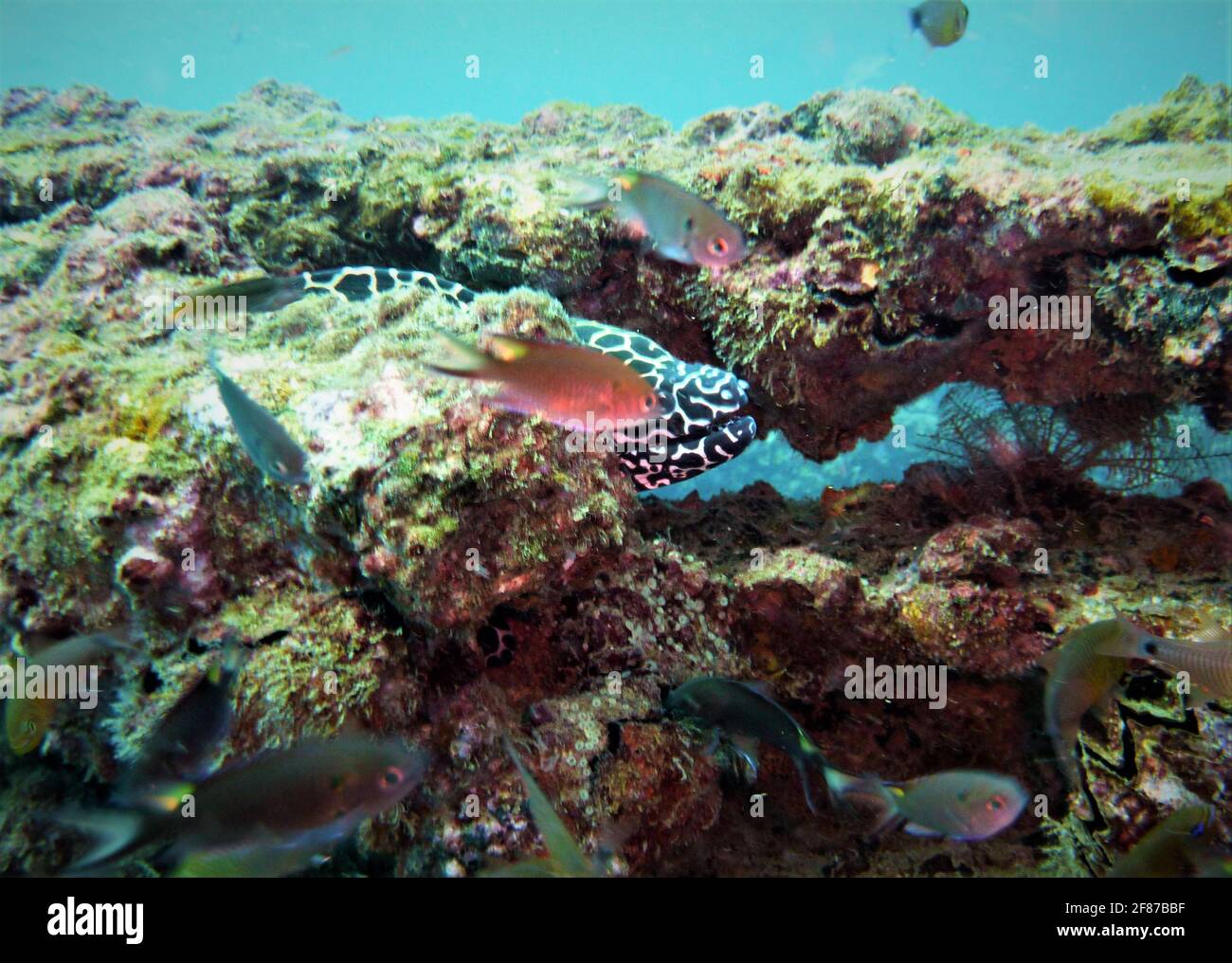 A beautiful white and black spotted Moray ell hiding in the coral reef at the Similan Islands in Thailand. Stock Photo