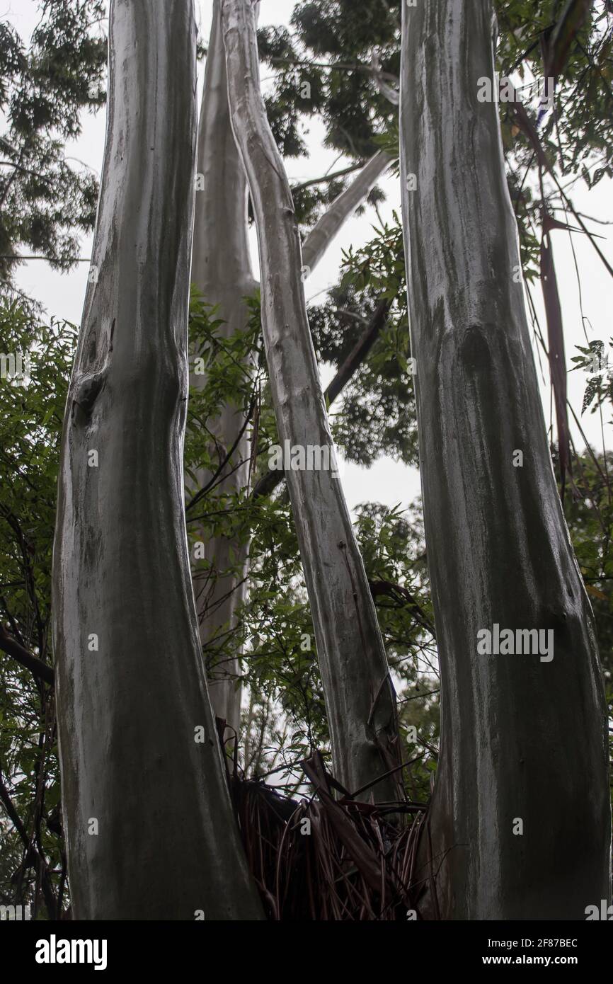 Shining wet trunks of Flooded gum trees (Rose gum, eucalyptus grandis) wet weather, lowland subtropical rainforest, Tamborine Mountain, Australia. Stock Photo