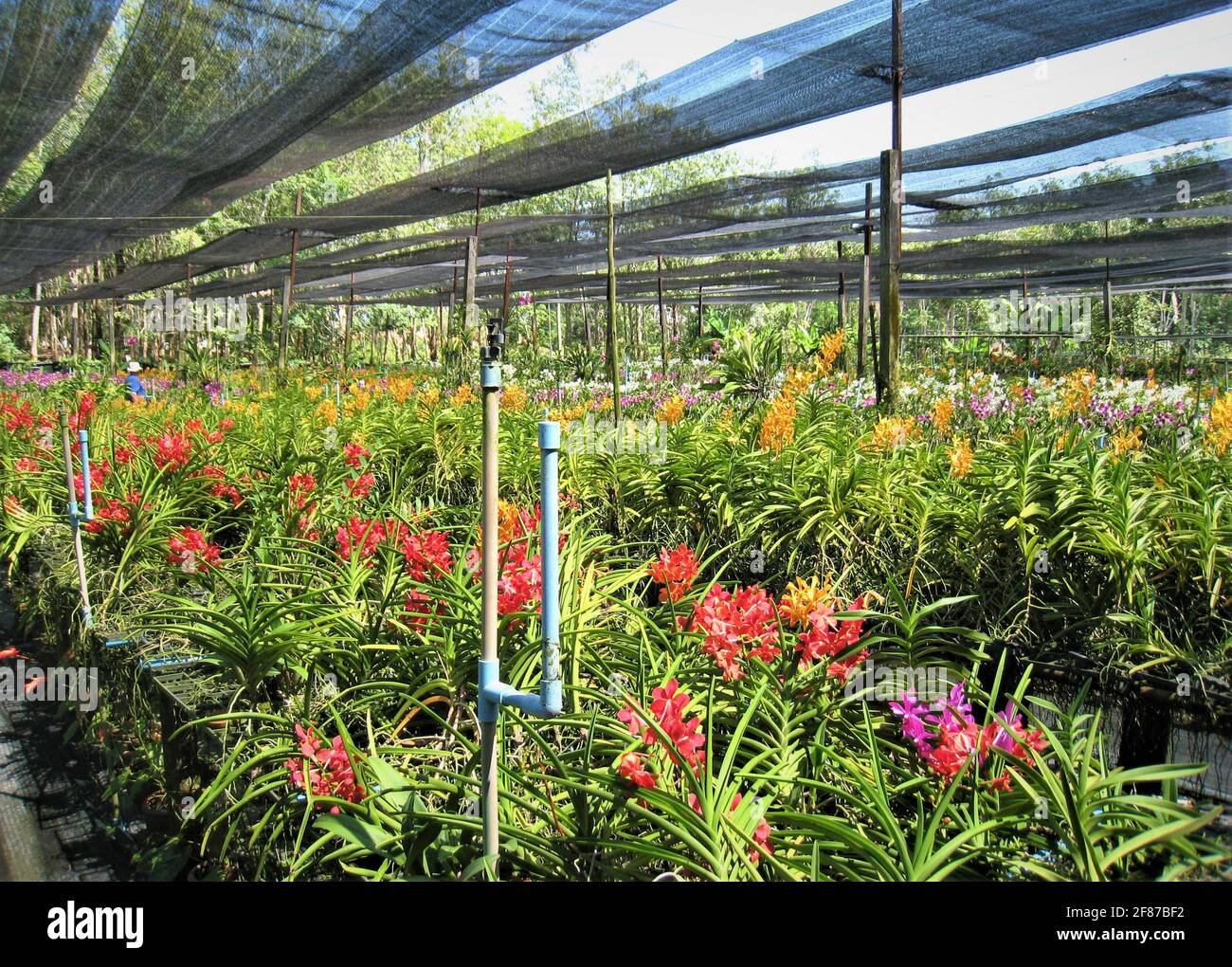 Orchids in beautiful colors and long lanes on an orchid farm at the Phuket peninsula in Thailand. Stock Photo