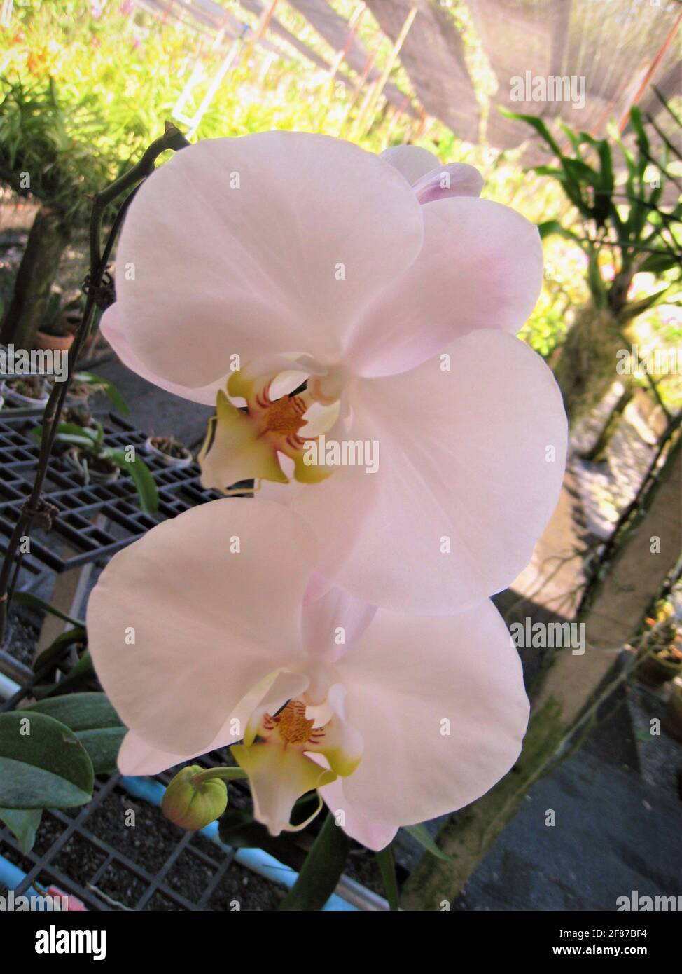 A close up pic of a couple of beautiful white orchids on an orchid farm at the Phuket peninsula in Thailand. Stock Photo