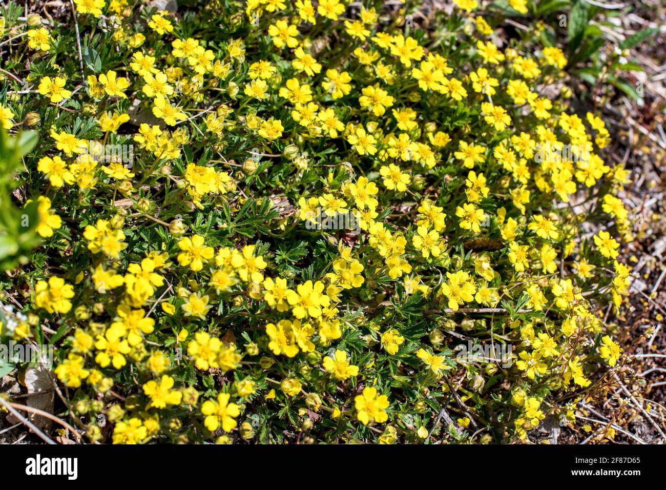 yellow wood anemone, Anemonoides nemorosa, Anemone nemorosa, European thimbleweed, flowering in the early-spring. buttercup family Ranunculaceae Stock Photo