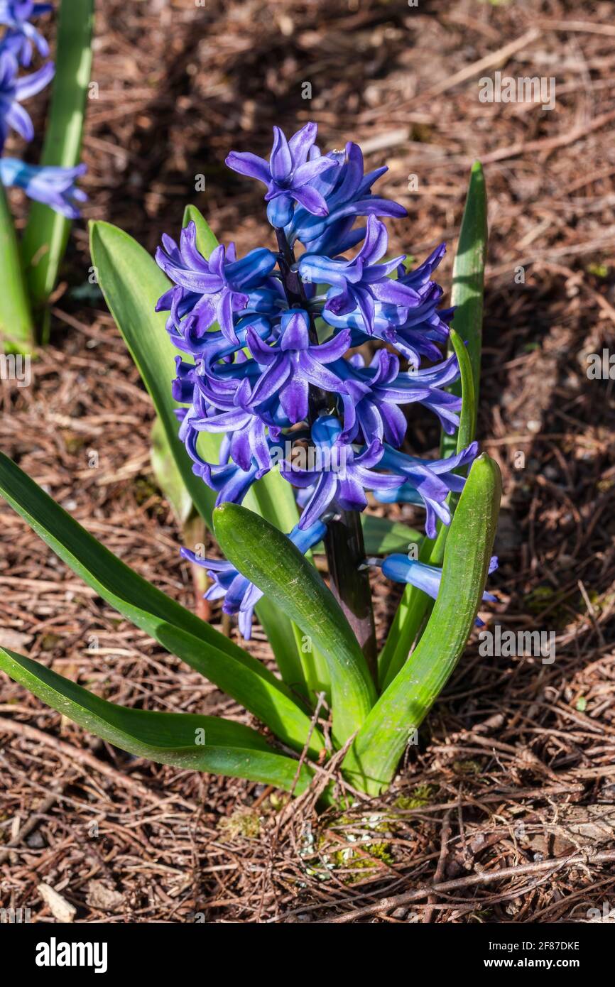 Hyacinth (Hyacinthus orientalis) 'Aida' a spring flowering bulbous plant with a blue springtime flower spike in March, stock photo image Stock Photo
