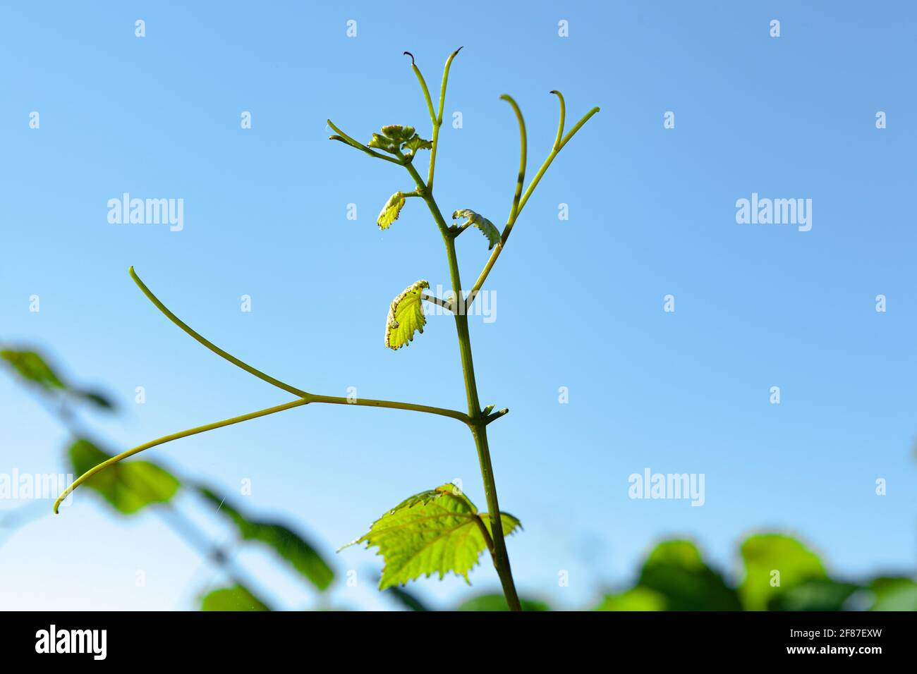 Close up of green leaves on grapes bush in a farm Stock Photo - Alamy