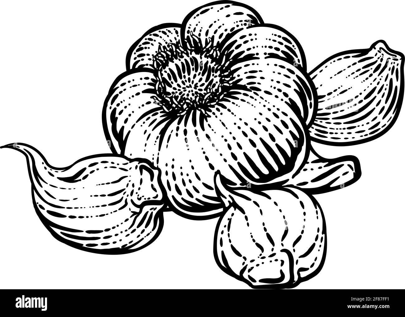 Garlic Vegetable Vintage Woodcut Illustration Stock Vector