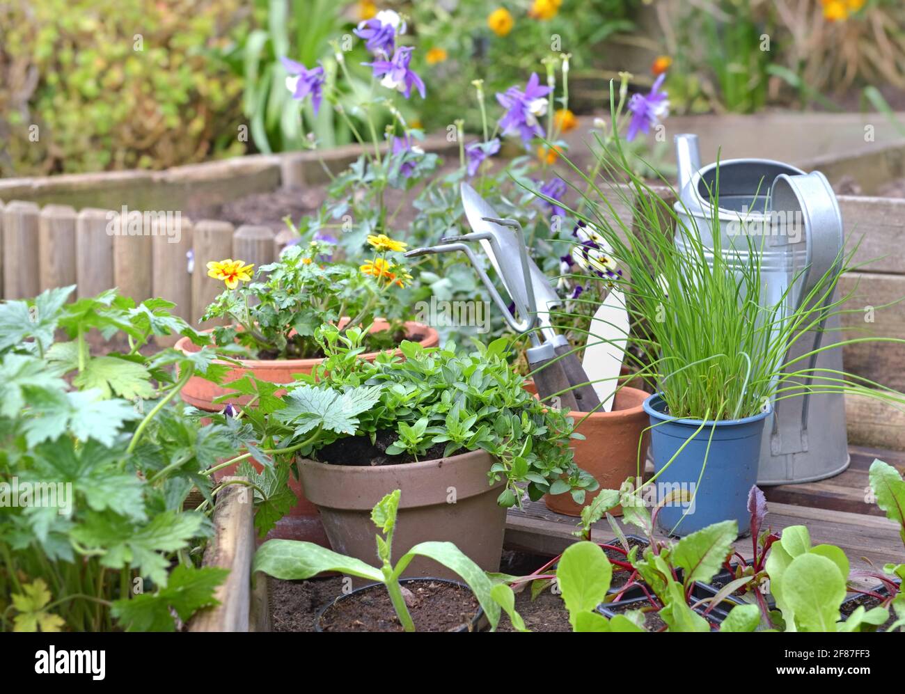 vegetable seedlings and aromatic plant with gardening equipment in a garden Stock Photo