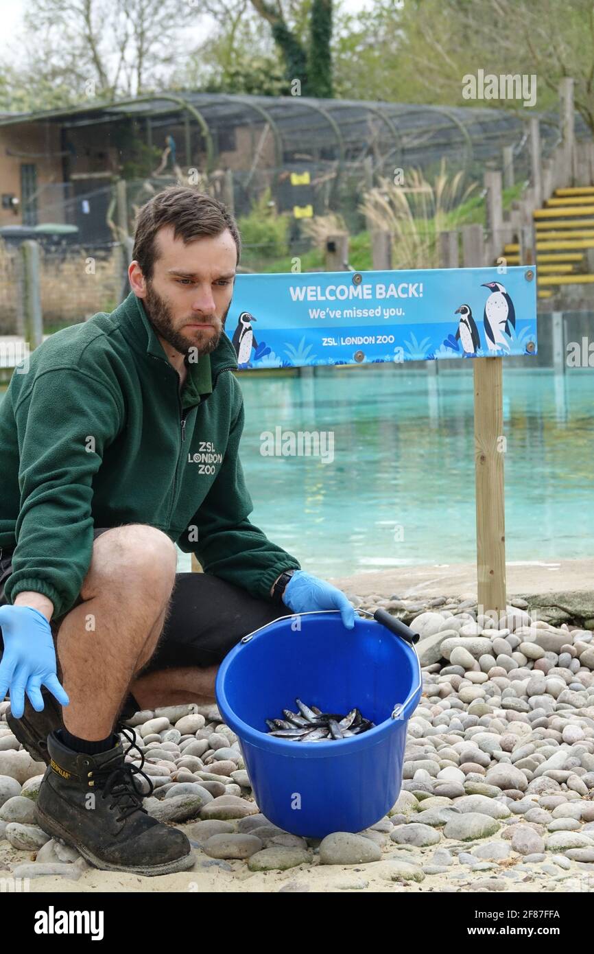 London, UK. 12th April 2021. Paul the zookeeper feeding the penguins at