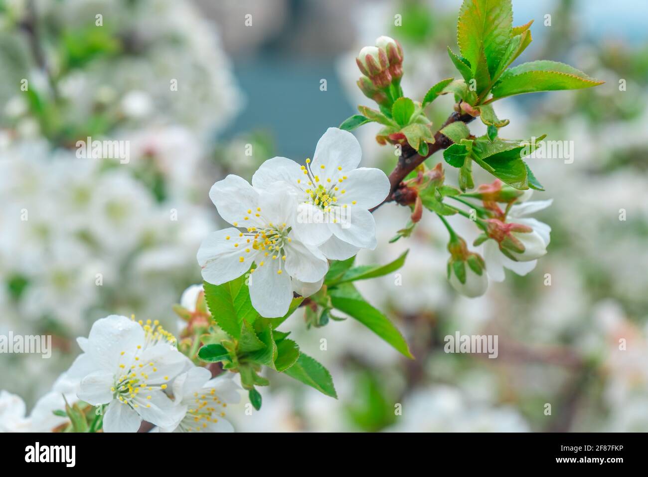 Blooming apple tree in spring time, Flowering Apple Tree Stock Photo ...