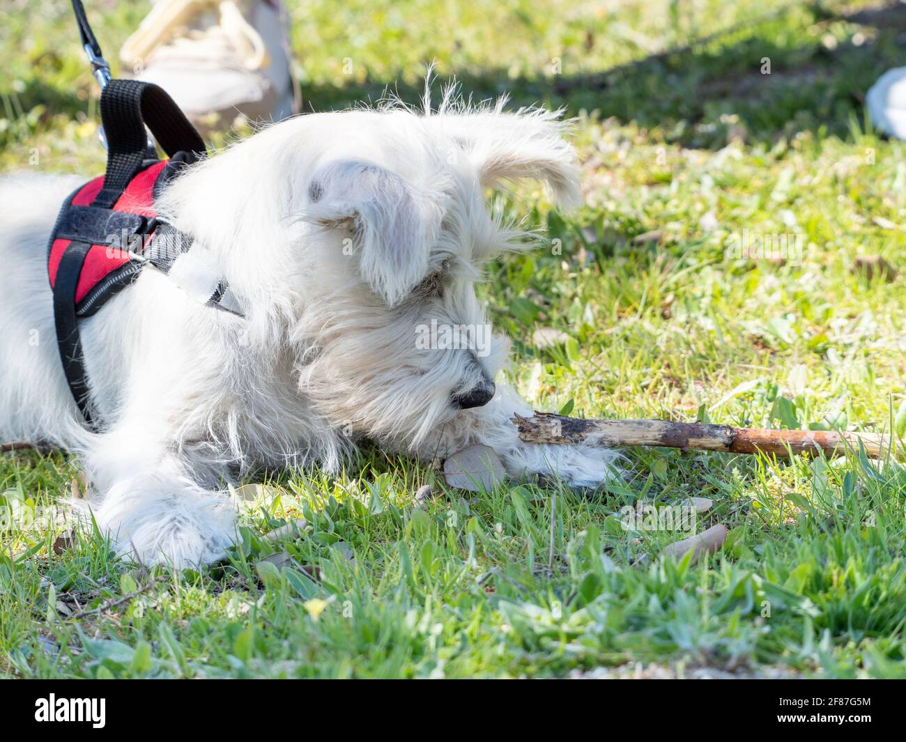 White Schnauzer puppy looks closely at an ant on the ground. Stock Photo