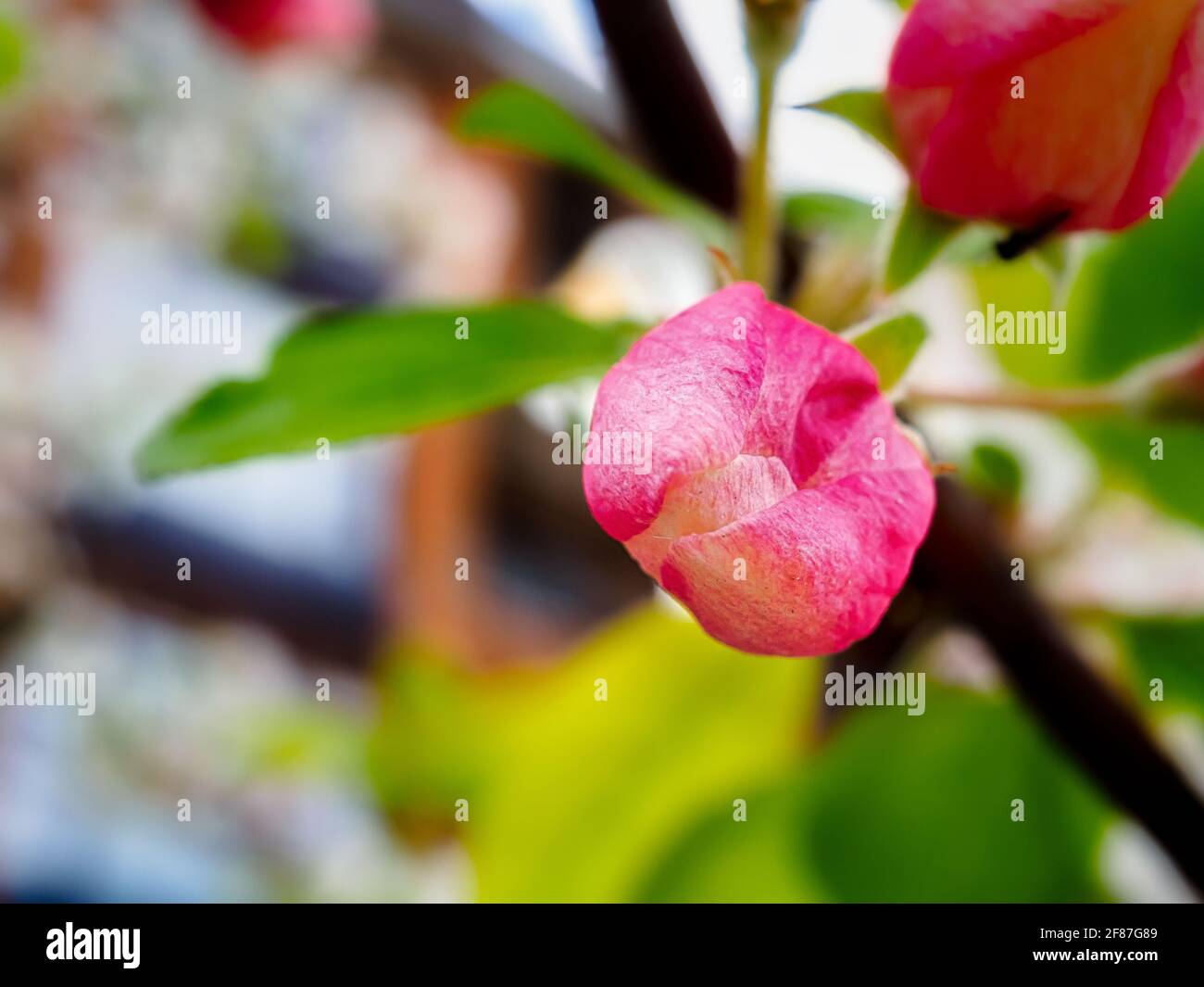 Cherry flower macro tree hi-res stock photography and images - Alamy