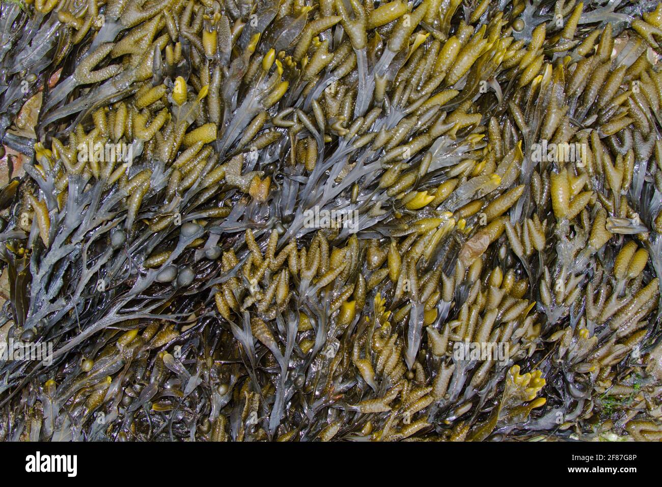 Thick layer of seaweed, Bladder Wrack, with lots of reproductive organs Stock Photo