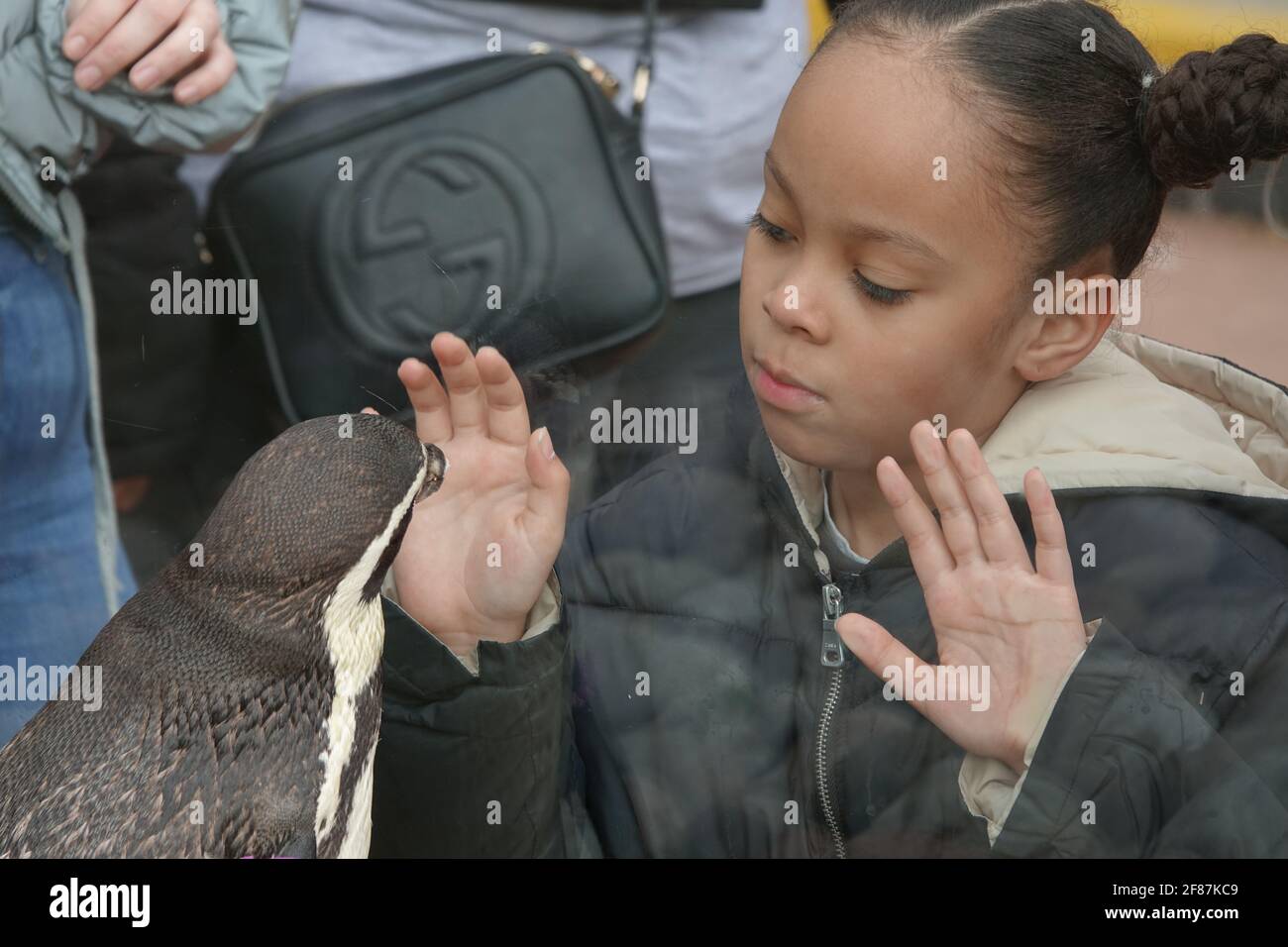 London, UK. 12th April 2021. Harley enjoys the penguins at ZSL London Zoo on opening day following covid19 restrictions. Credit: Bradley Taylor / Alamy Live News Stock Photo