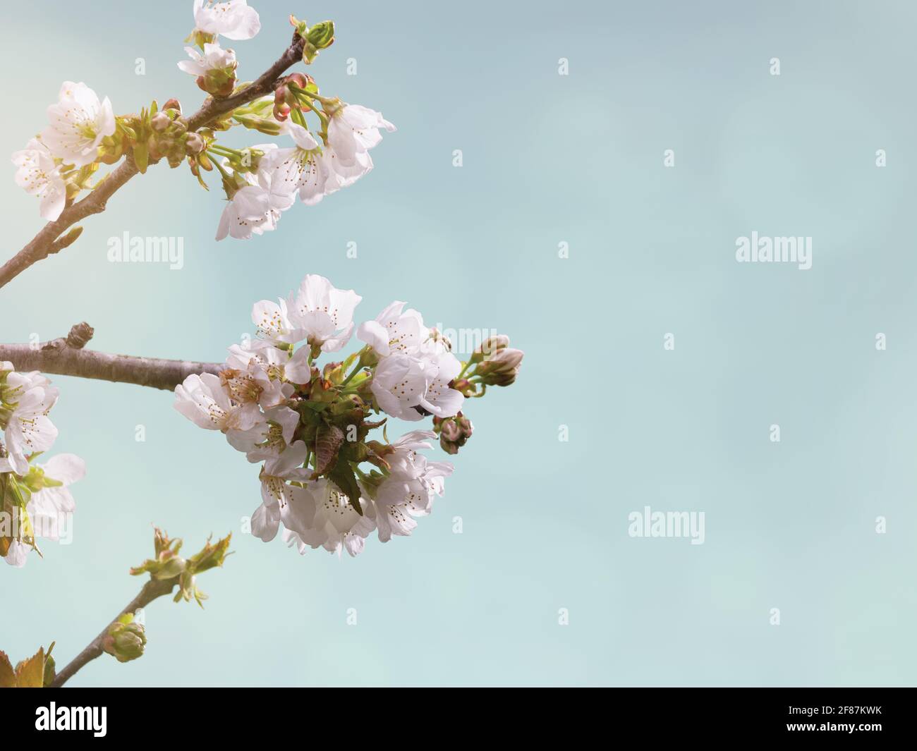 Cherry Blossoms Blurred Bokeh Background Stock Photo - Alamy
