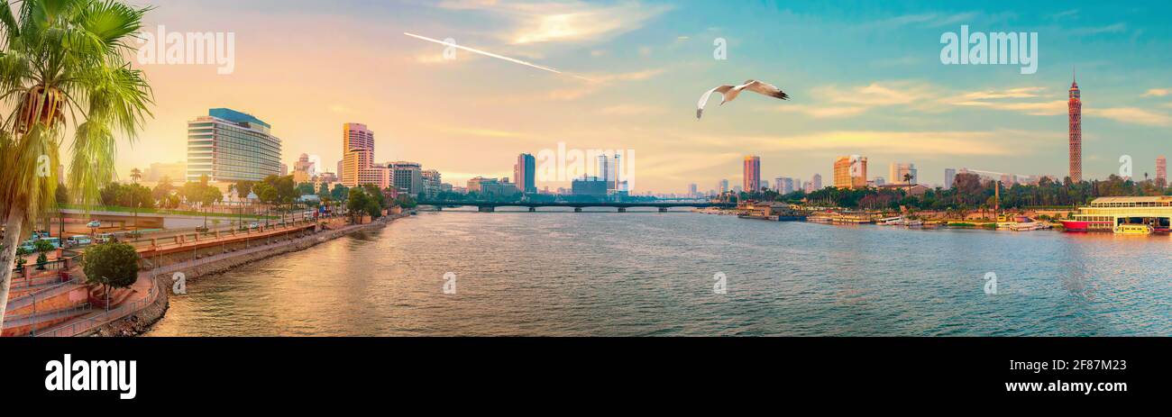 Seagull over downtown of Cairo at sunset Stock Photo