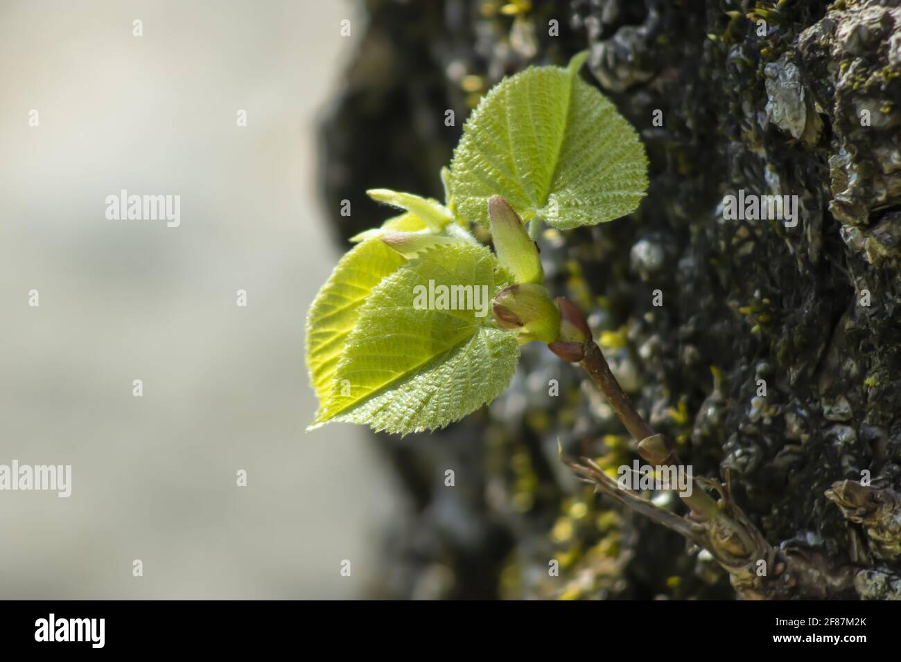 Small Linden Leaves Emerging From Trunk. On Small Twig Together With Buds. Macro Photo. Stock Photo