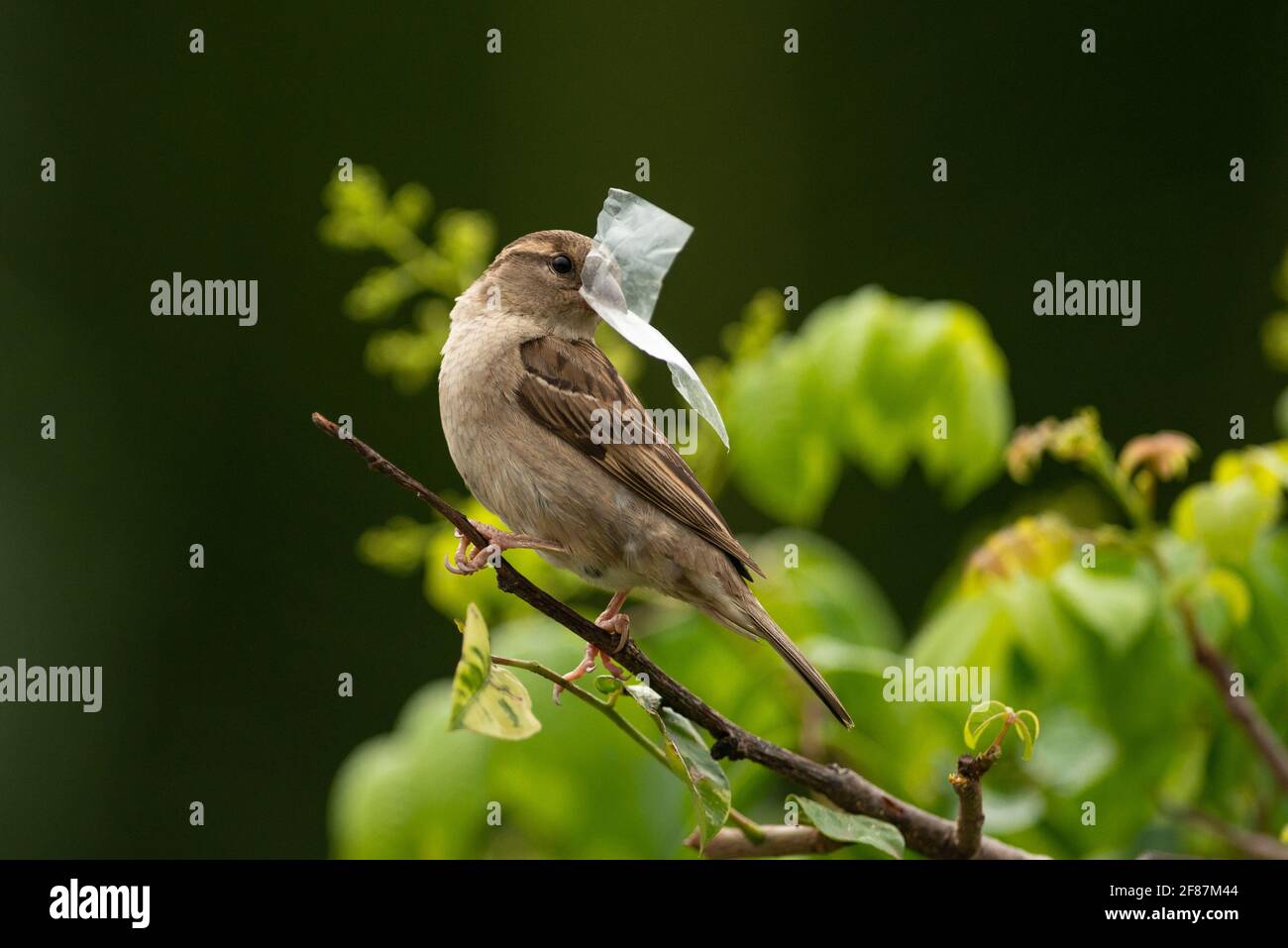 A House Sparrow carrying a piece of plastic to the nest Stock Photo
