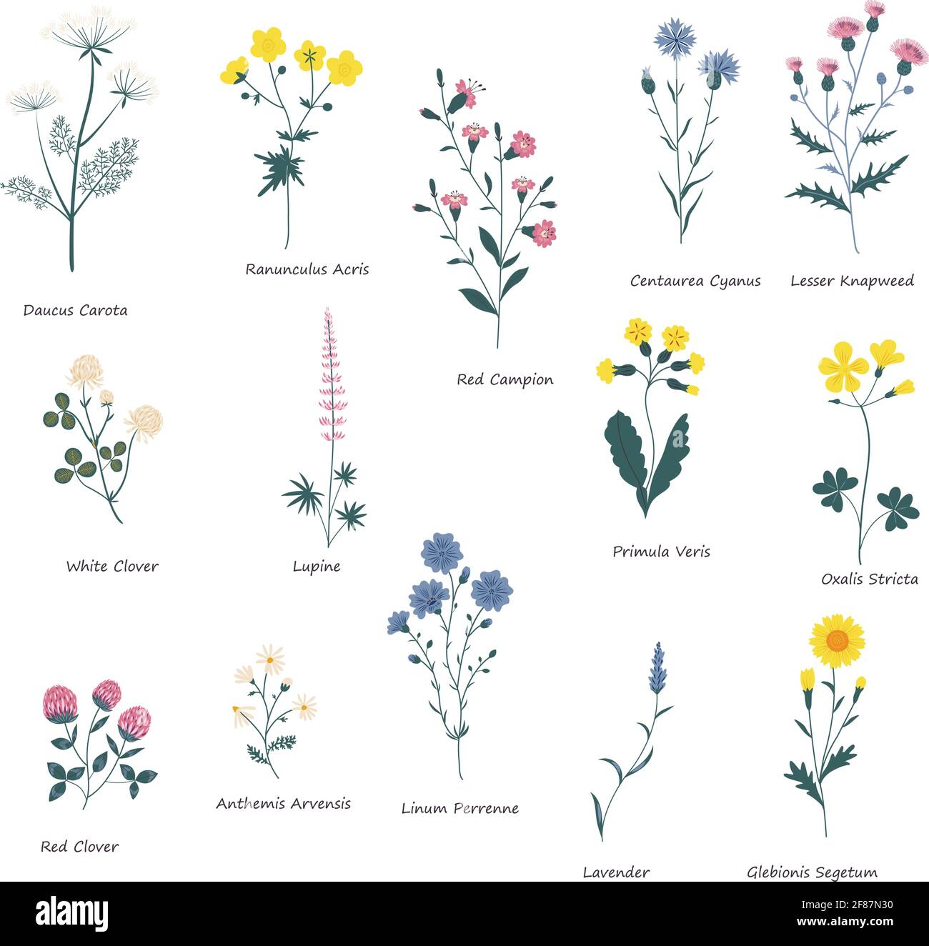 Wild meadow flowers clipart isolated  Stock Vector