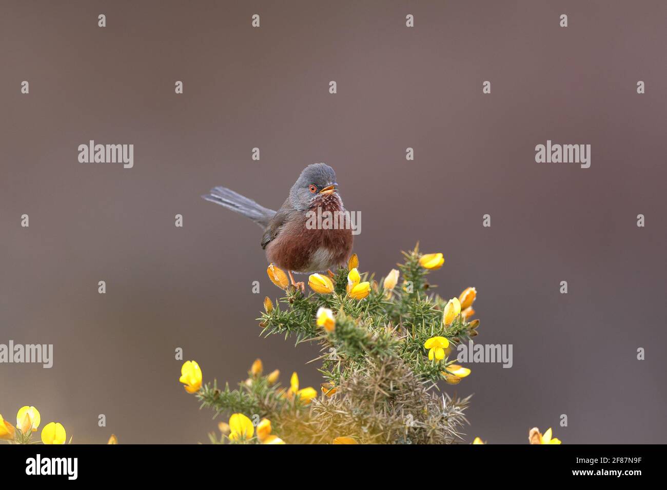 The Dartford warbler is a typical warbler from the warmer parts of western Europe and northwestern Africa. Stock Photo