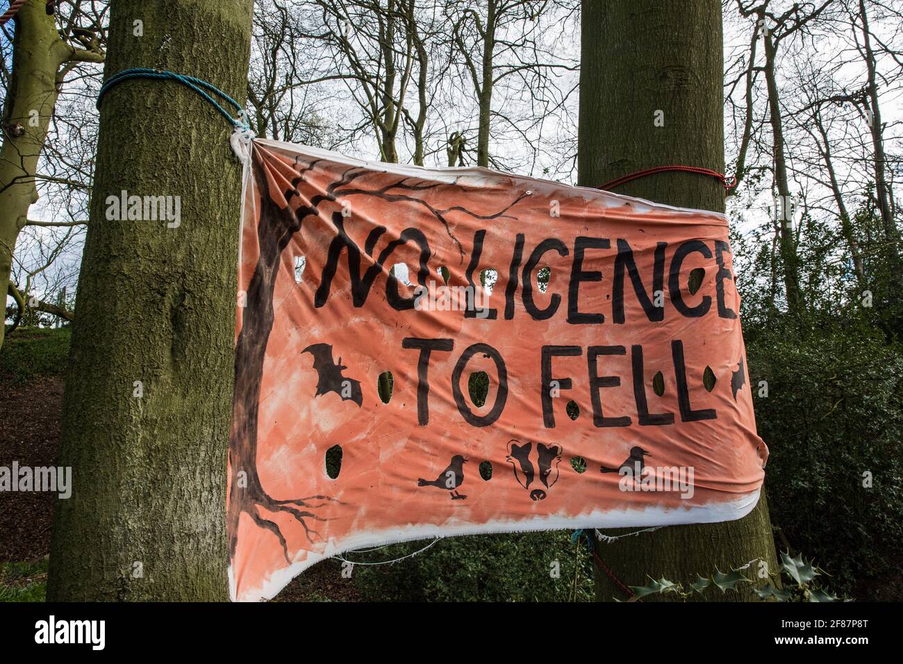 Wendover, UK. 9th April, 2021. A banner hung by environmental activists is pictured during tree felling operations for the HS2 high-speed rail link in Jones Hill Wood. Tree felling work began this week, in spite of the presence of resting places and/or breeding sites for pipistrelle, barbastelle, noctule, brown long-eared and nattererÕs bats, following the issue by Natural England of a bat licence to HS2Õs contractors on 30th March. Credit: Mark Kerrison/Alamy Live News Stock Photo