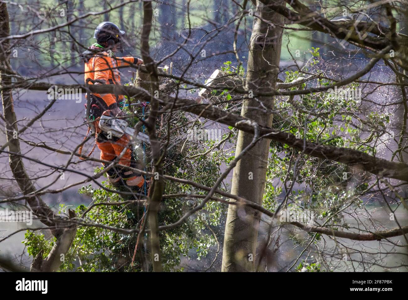 Wendover, UK. 9th April, 2021. A tree surgeon uses a chainsaw to fell a tree in Jones Hill Wood, ancient woodland said to have inspired Roald Dahl, during tree felling operations for the HS2 high-speed rail link. Tree felling work began this week, in spite of the presence of resting places and/or breeding sites for pipistrelle, barbastelle, noctule, brown long-eared and nattererÕs bats, following the issue by Natural England of a bat licence to HS2Õs contractors on 30th March. Credit: Mark Kerrison/Alamy Live News Stock Photo
