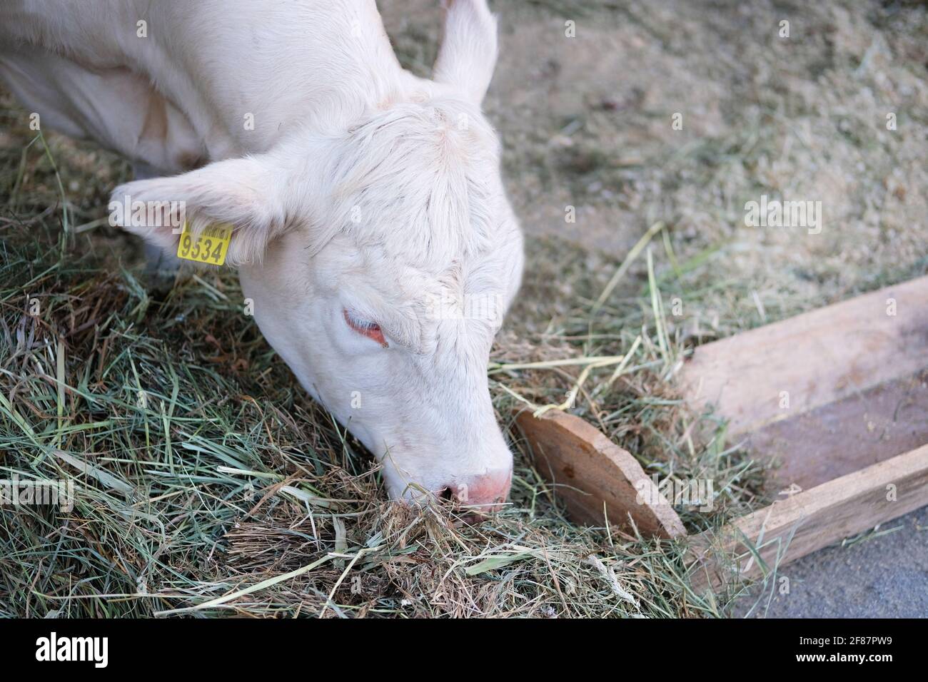 White cow eats hay on dairy farm. Feeding on animal home farm. Stock Photo