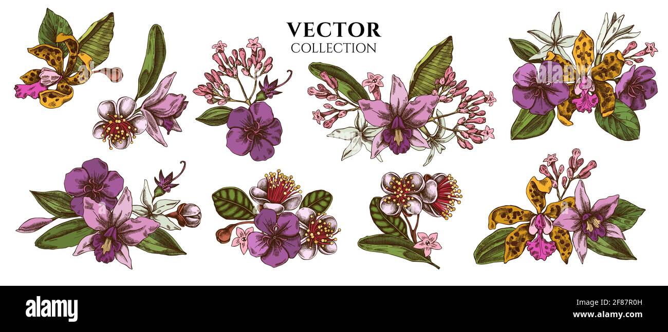 Flower bouquet of colored laelia, feijoa flowers, glory bush, papilio torquatus, cinchona, cattleya aclandiae Stock Vector