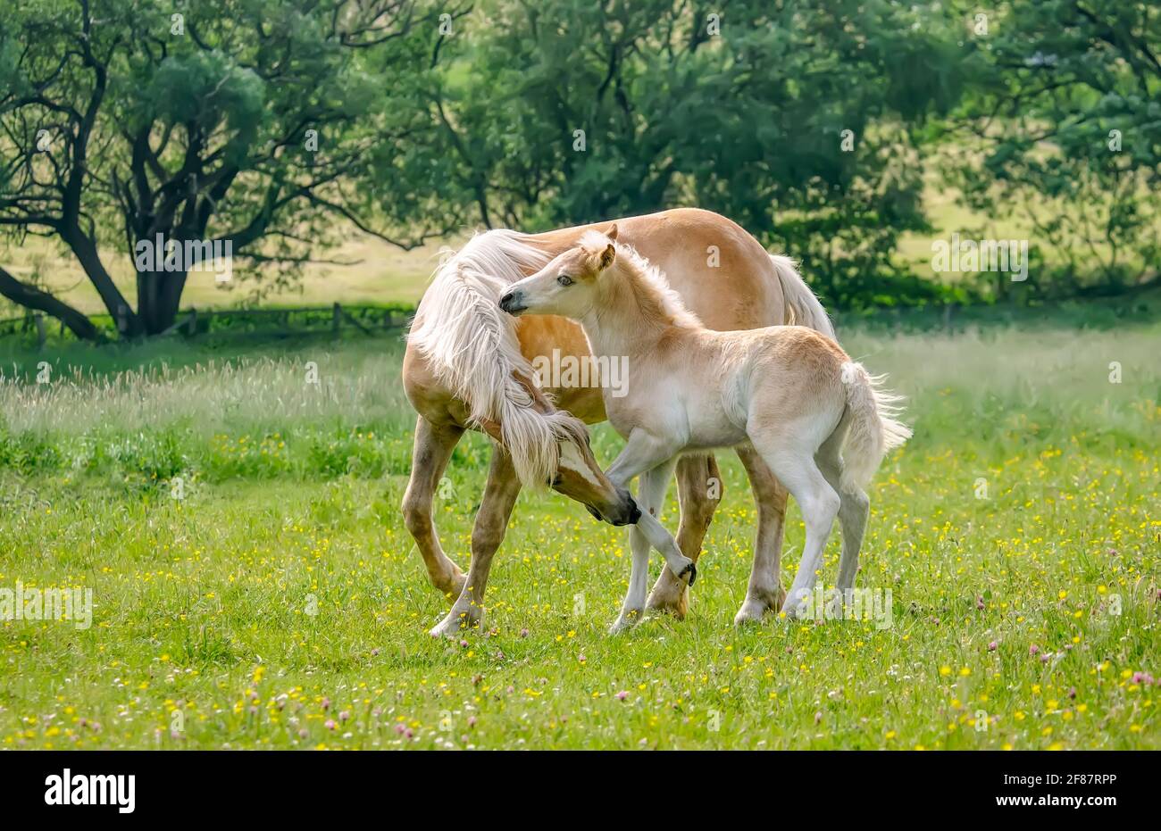 Two Haflinger horses, foal and yearling colt, playing together and nibbling each other, on a green grass meadow in spring Stock Photo