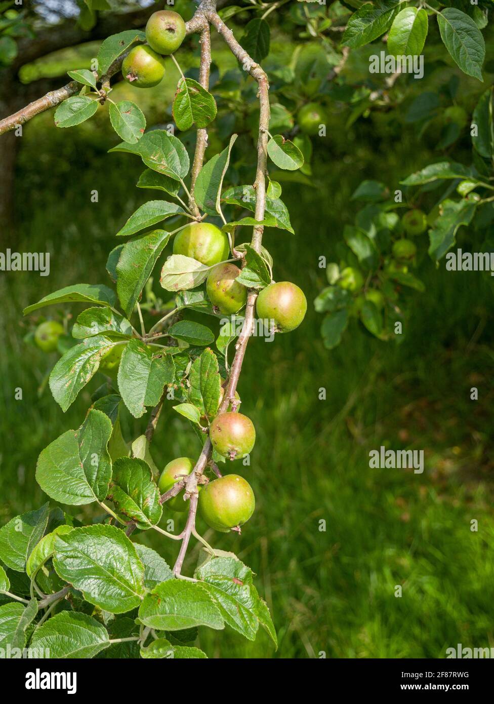 Wild Crab Apple, or European Crab Apple (Malus sylvestris) fruit in countryside, North Somerset, England. Stock Photo