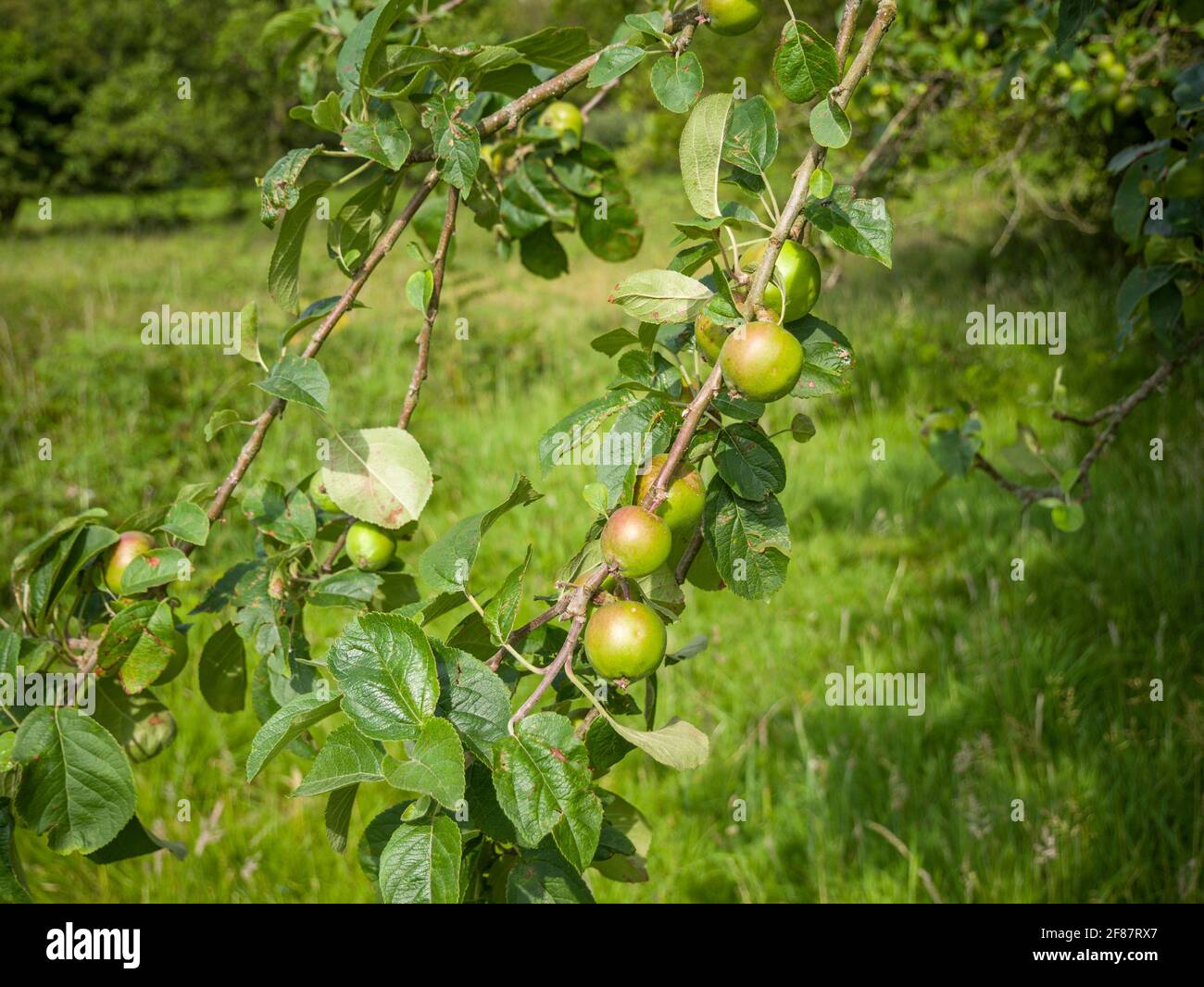 Wild Crab Apple, or European Crab Apple (Malus sylvestris) fruit in countryside, North Somerset, England. Stock Photo