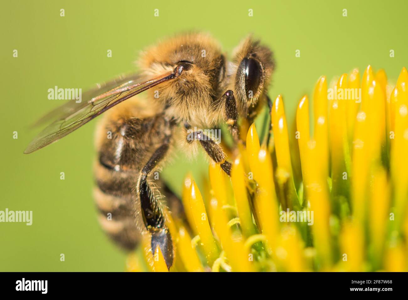 Beautiful honey bee closeup on flower gather nectar and pollen. Animal ...