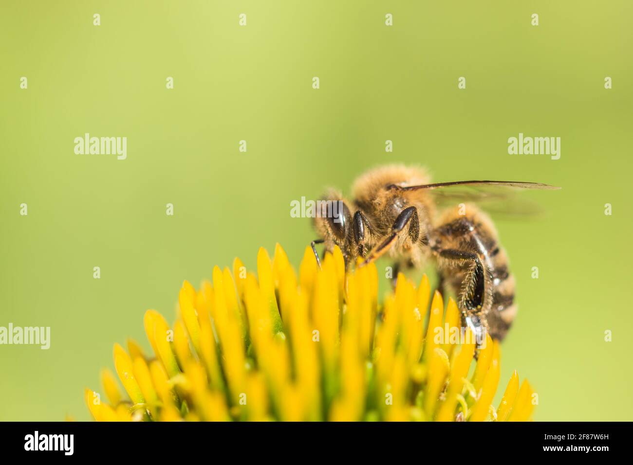 Beautiful honey bee closeup on flower gather nectar and pollen. Animal