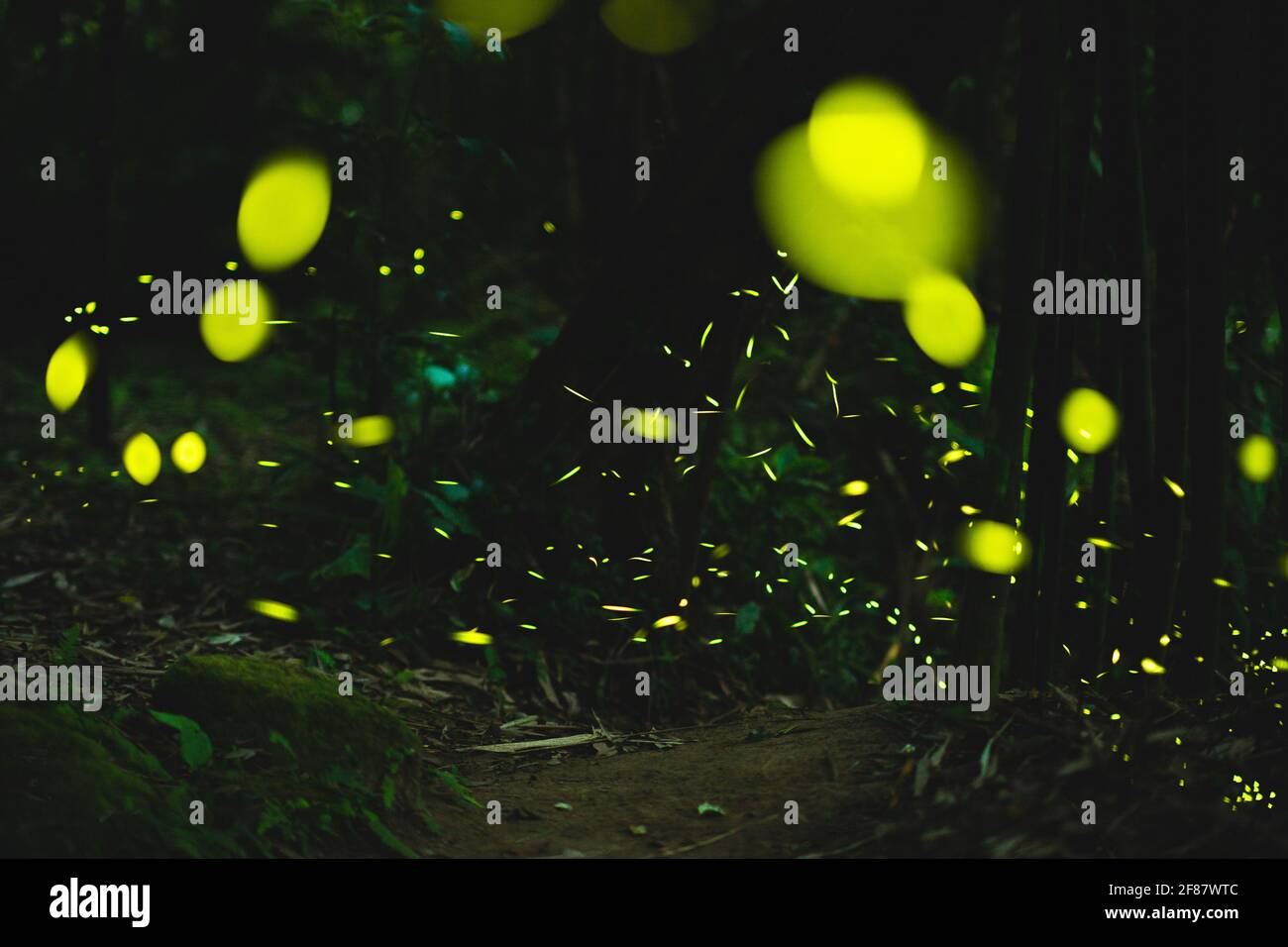 fireflies glowing in the bush at night in taiwan Stock Photo