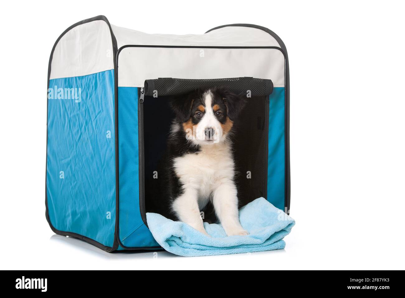 What Size Crate For A Australian Shepherd