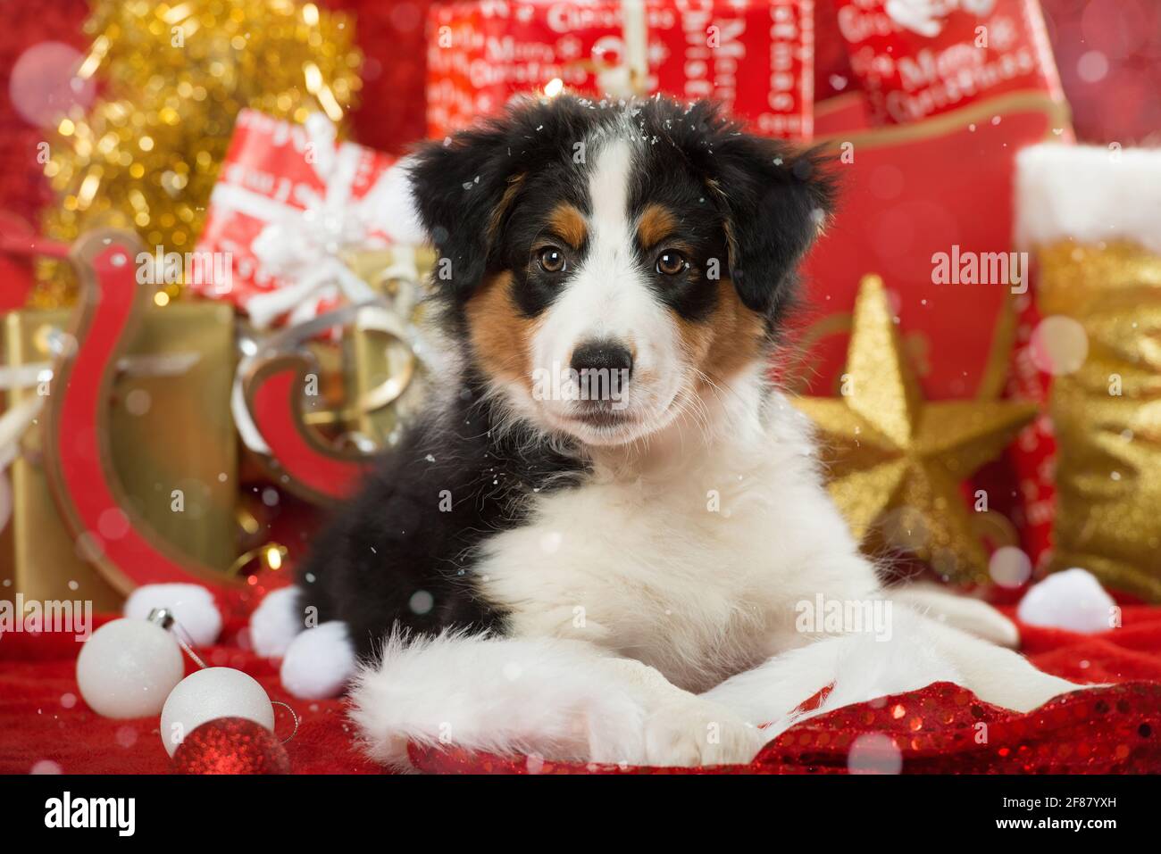 Puppy with christmas decoration Stock Photo