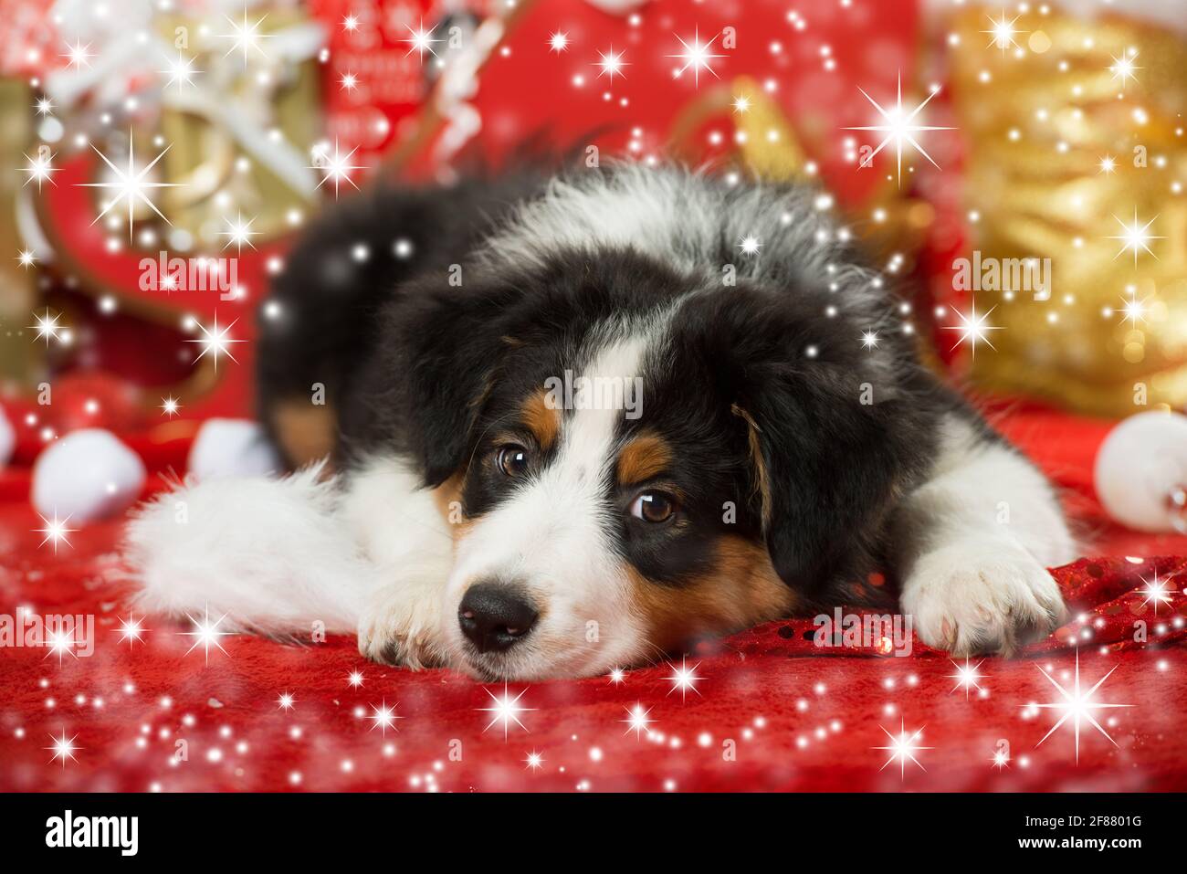 Puppy with christmas decoration Stock Photo