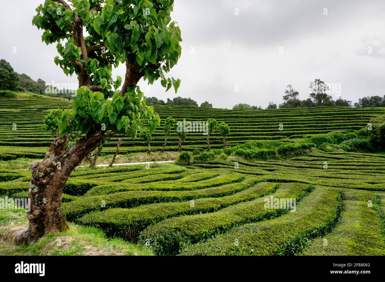 Tea plantation on Sao Miguel island, Azores. Stock Photo