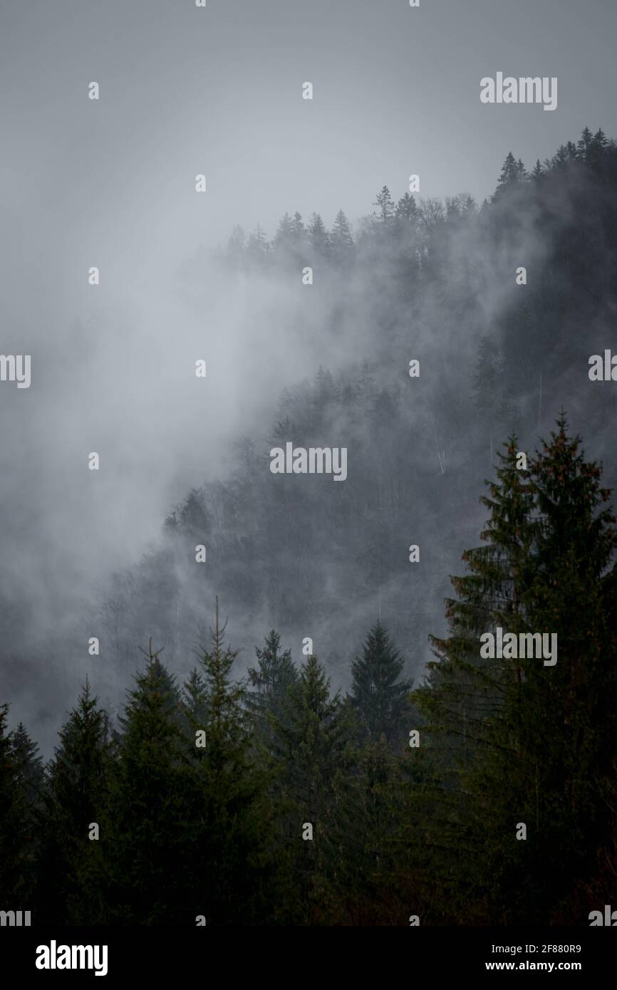 Green big tree rainy day hi-res stock photography and images - Alamy