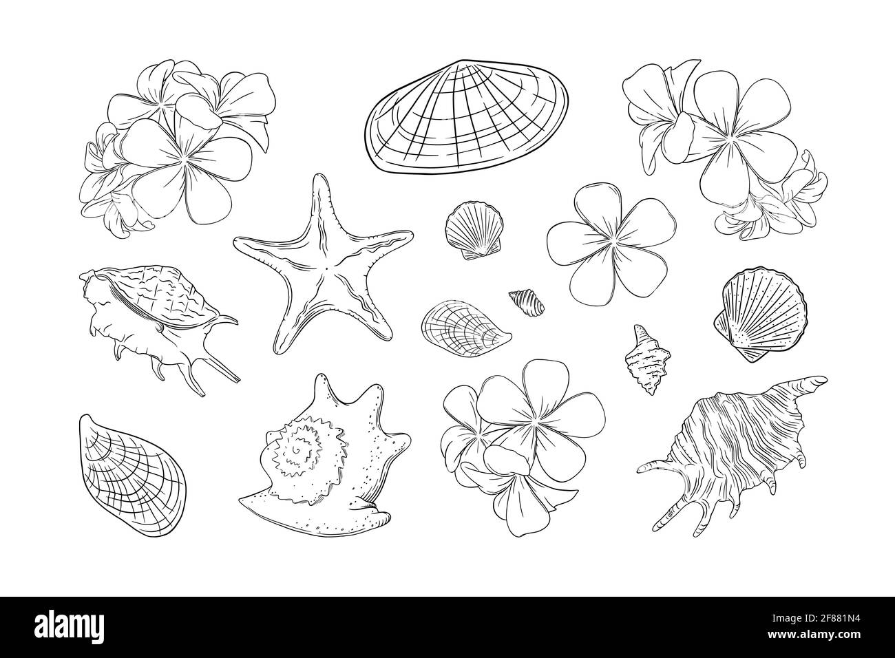 Seashells and frangipani set. Shells and plumera flowers isolated in white background. Sketch ector illustration Stock Vector