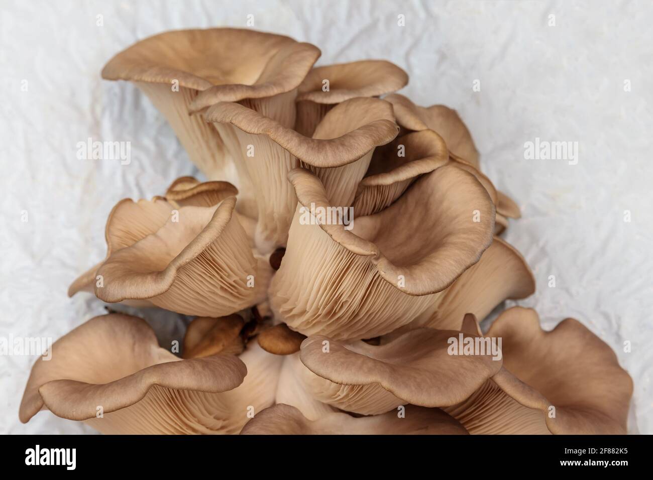 Industrial growth of oyster mushrooms on white plastic Stock Photo Alamy