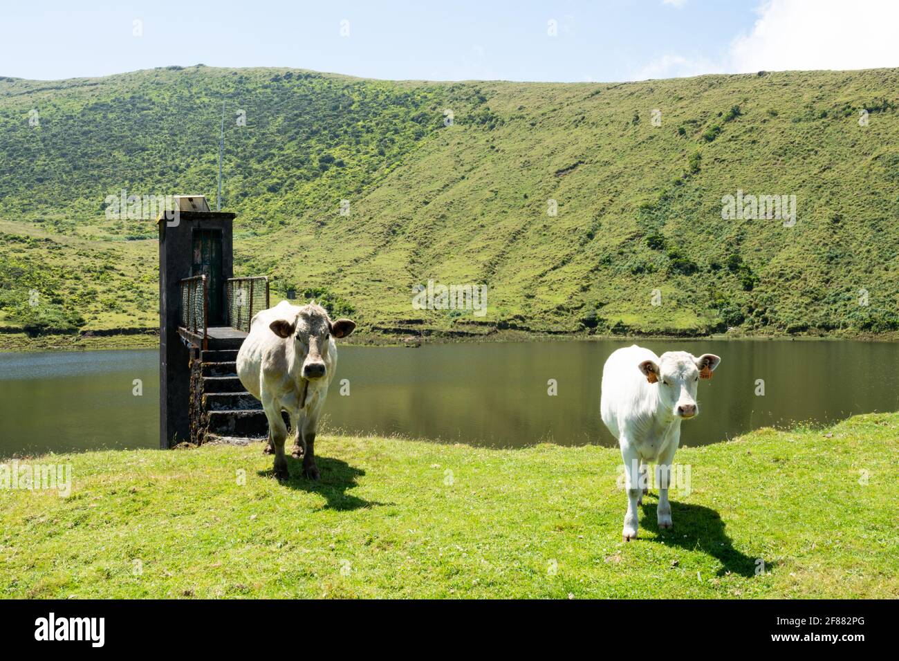 cows grazing on Pico island, Azores Stock Photo