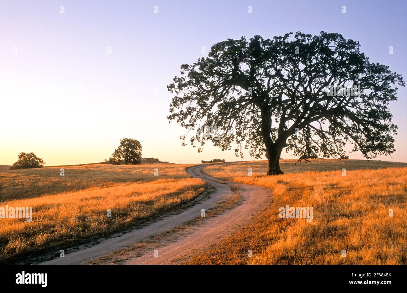USA California, Paso Robles, Oak tree and dirt road curving through a field at dawn Stock Photo