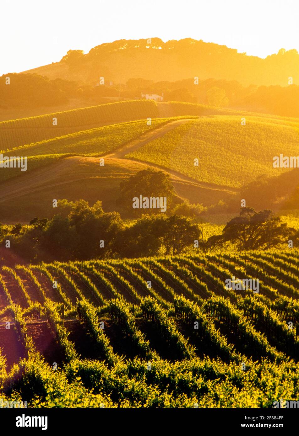 USA, California, Napa Valley, grape vineyards Stock Photo