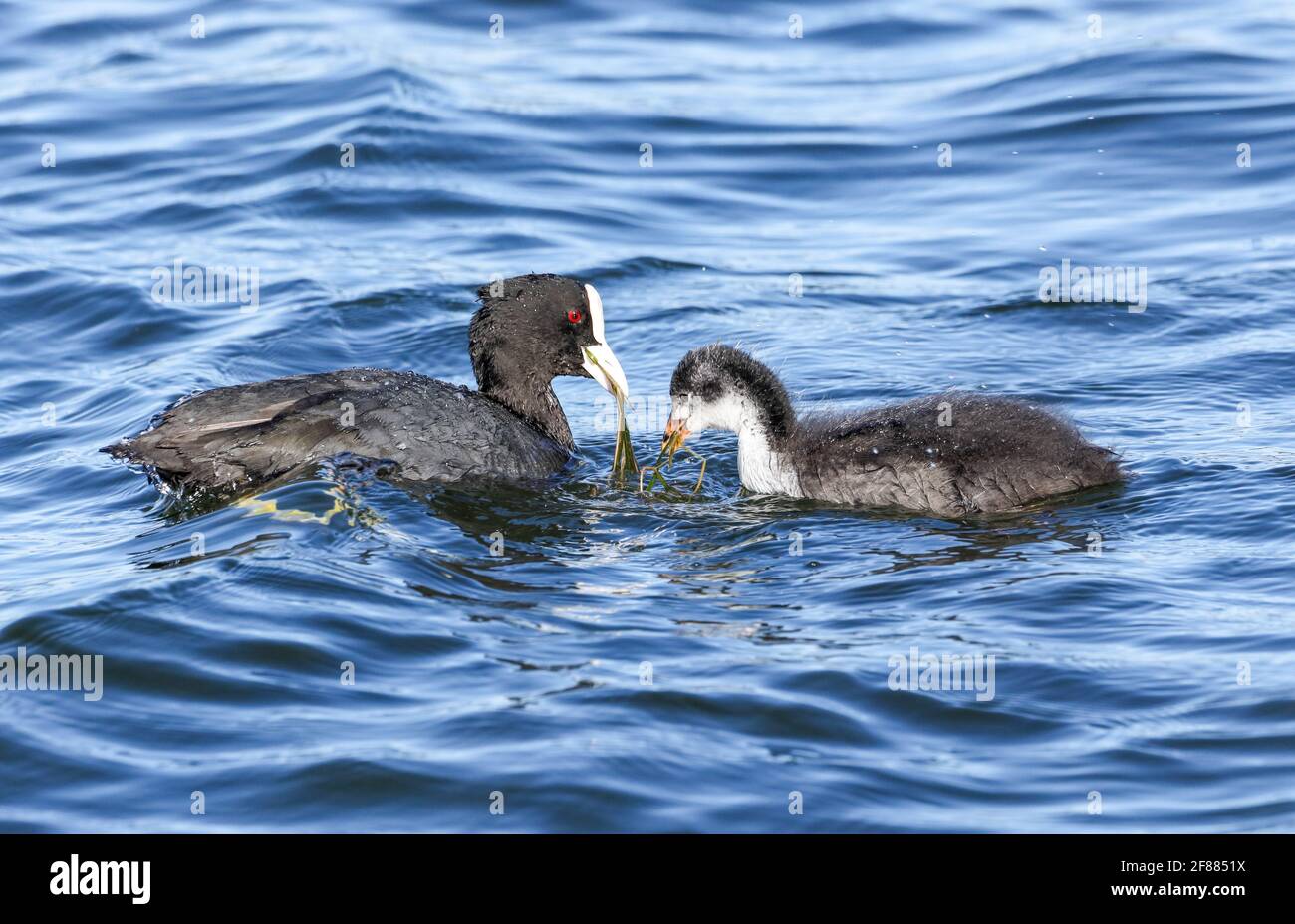 Fulica atra. The young bird is being introduced into the 'high art' of food from his mother. Stock Photo