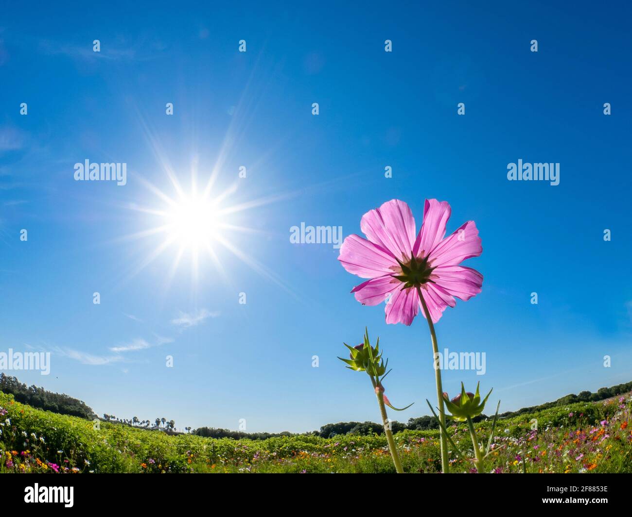 Zinnias seen from below against a blue sky Stock Photo