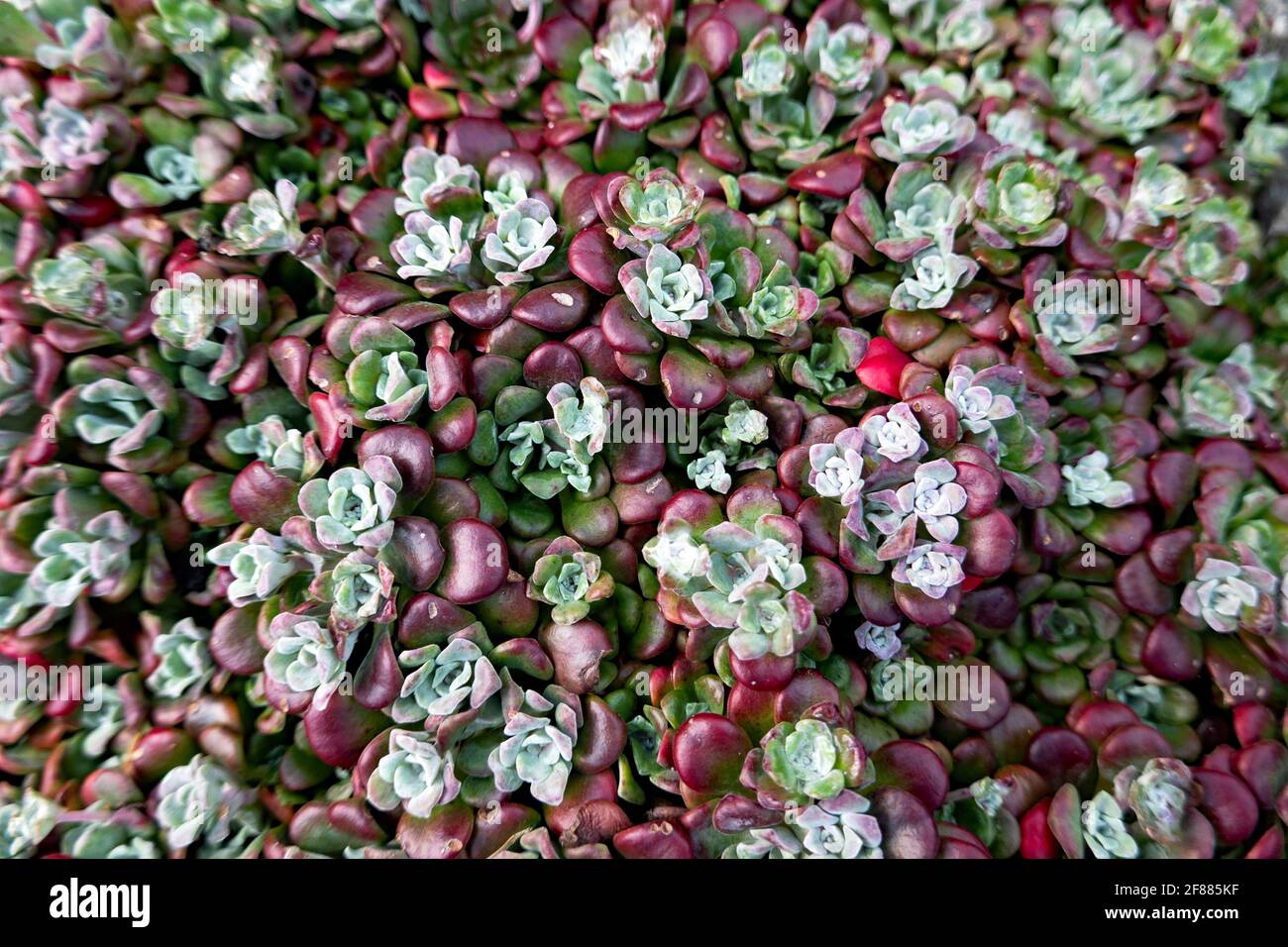 Succulents Echeveria Rosette forming growing in the garden Stock Photo Alamy