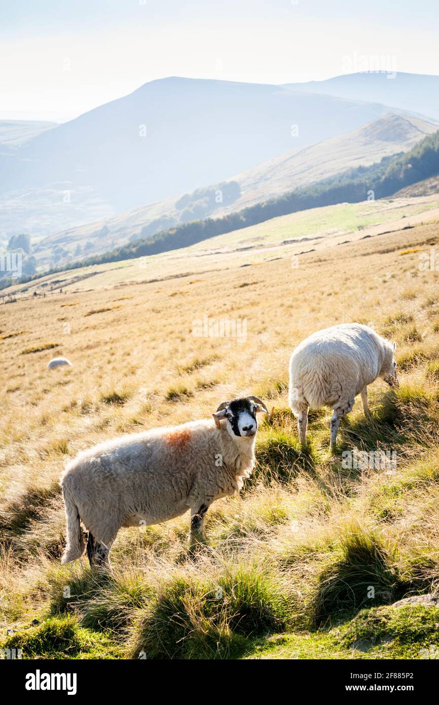 Sheep on a hillside in the countryside during autumn, Lose Hill, Derbyshire, Peak District, England, UK Stock Photo