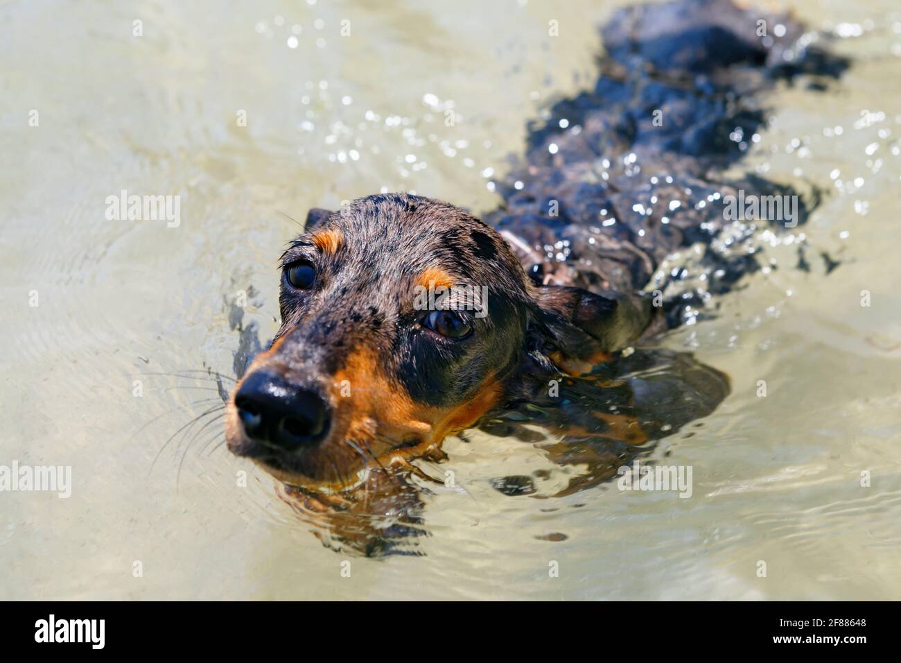 Photo of dachshund puppy knowns as badger dog on sea beach. Funny dog swim  in water. Actions, training games with family pets and popular dog breeds  Stock Photo - Alamy