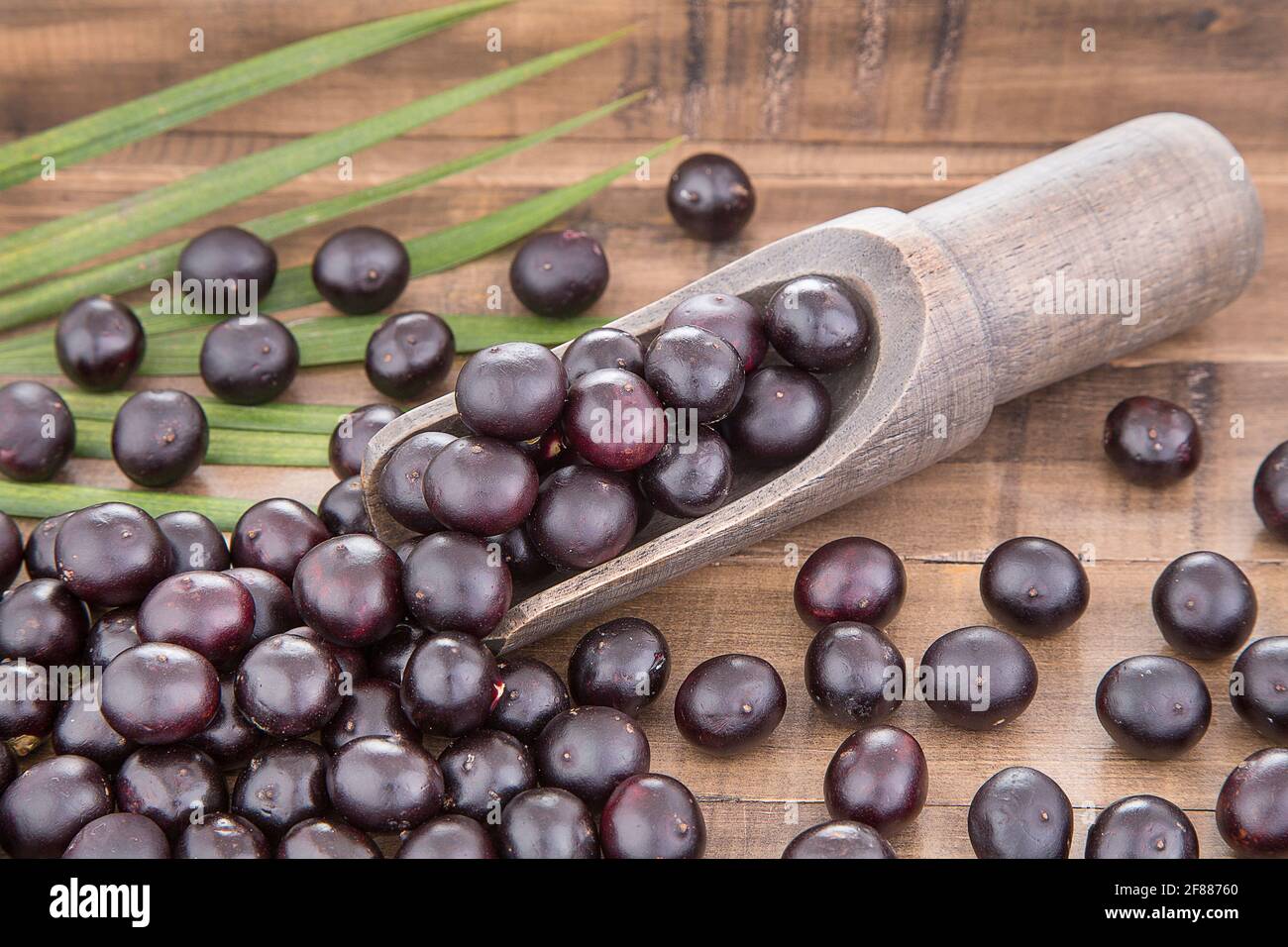 Acai berry - Euterpe oleracea Stock Photo - Alamy