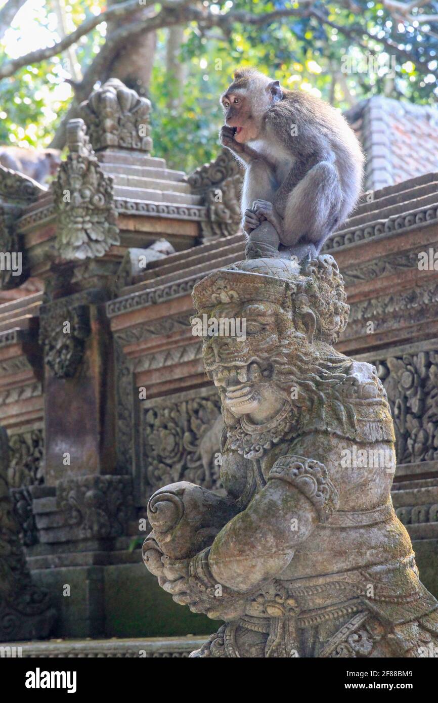 Macaque monkey sitting on stone statue of monkey in Monkey Temple in