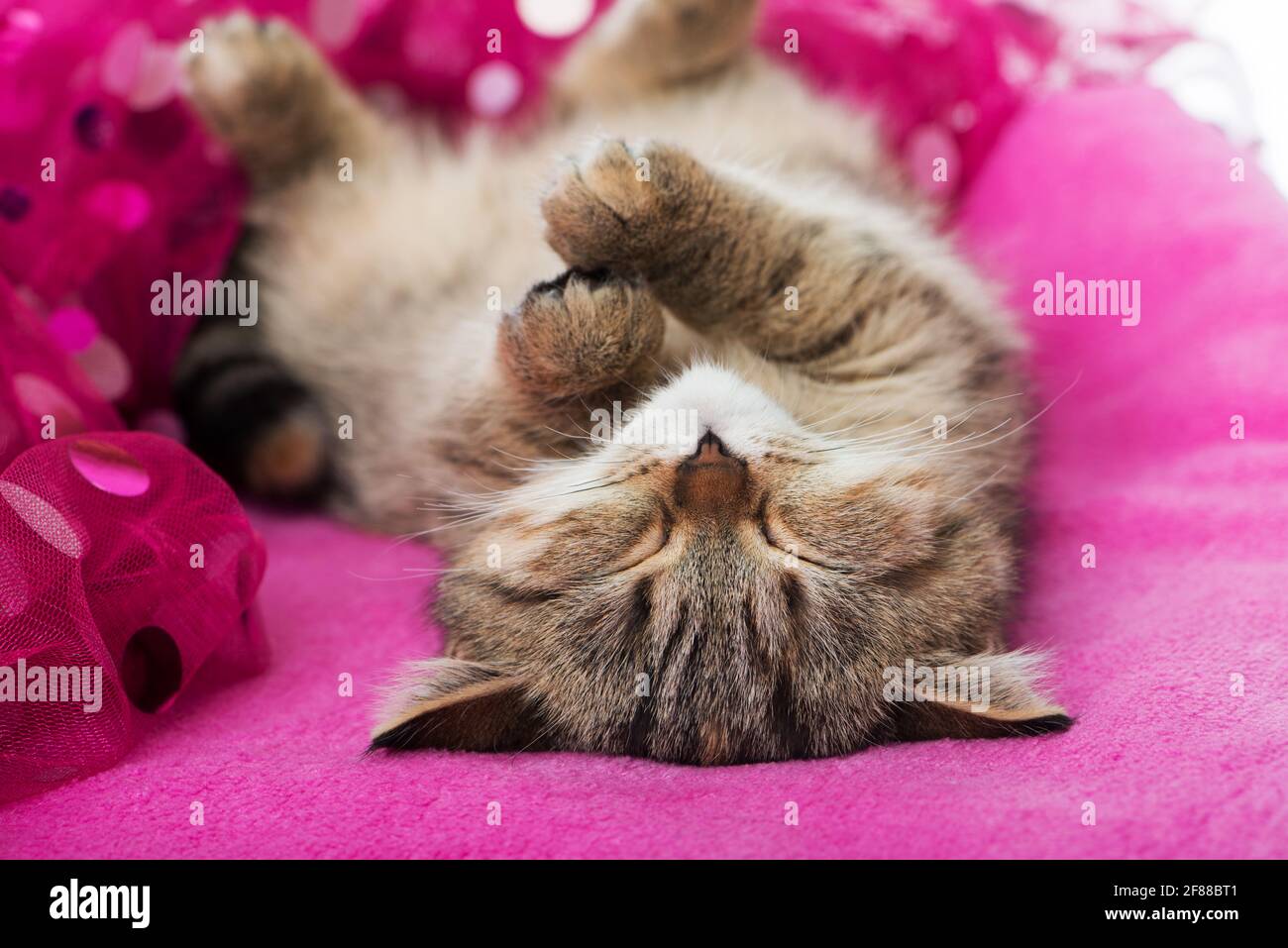 Cute tabby kitten sleeping on a pink blanket Stock Photo - Alamy